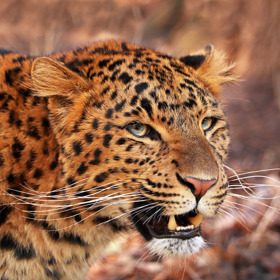 Levhart čínský si v zoo ostře brání své teritorium.