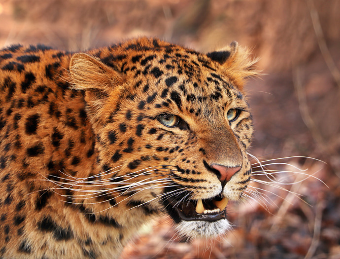 Levhart čínský si v zoo ostře brání své teritorium.