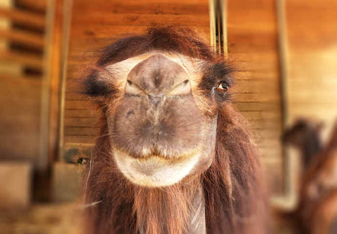 Velbloudi v zoo jsou pro každou legraci.