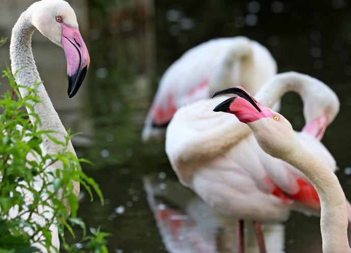 Vidět tu můžete i více druhů plameňáků, včetně plameňáků chilských.