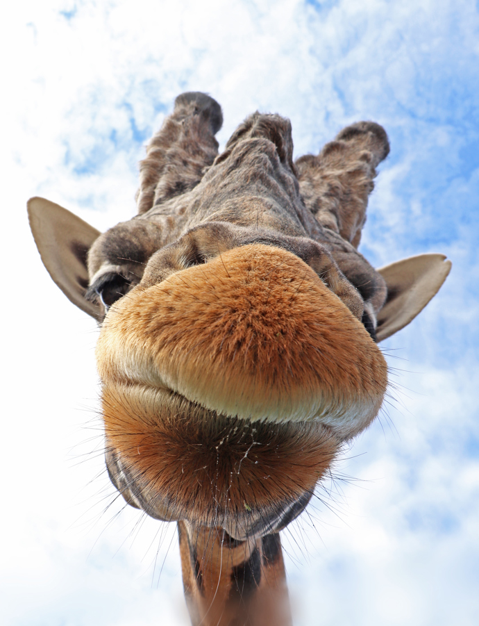 Žirafa zvědavě vyhlíží příchozí návštěvníky.