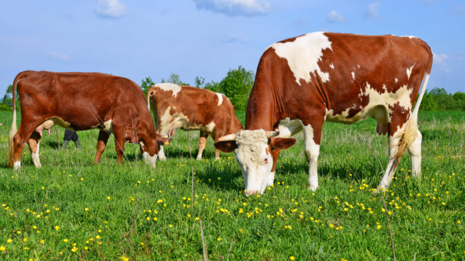 Ekofarma Javorník: Dodává bio mléko do škol, najdete na ní i exotické bylinky
