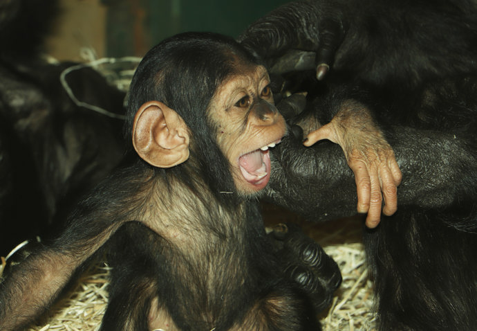 Mládě šimpanze učenlivého Cail, je skutečně učenlivé.
