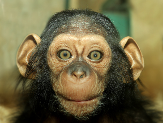 Jeho roztomilost přiláká každý den obrovské množství návštěvníků.
