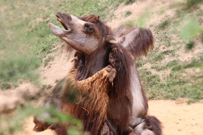 Samec velblouda Mulisák se letos dočkal hned tří mladých samic.
