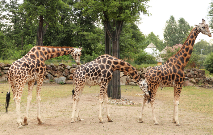 Žirafy v plzeňské zoo chovají stejně jako nosorožce a hrošíky už desátým rokem.

