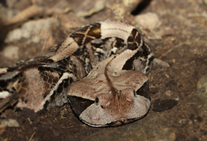 Zmije gabunská zaujme  svým zbarvením nejen všechny chovatele plazů. 
