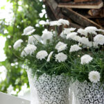 Chryzantémy zalévejte nejlépe ke kořenům, protože voda na listech způsobuje vznik houbových chorob.