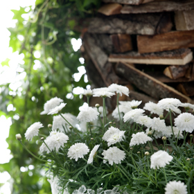Chryzantémy zalévejte nejlépe ke kořenům, protože voda na listech způsobuje vznik houbových chorob.