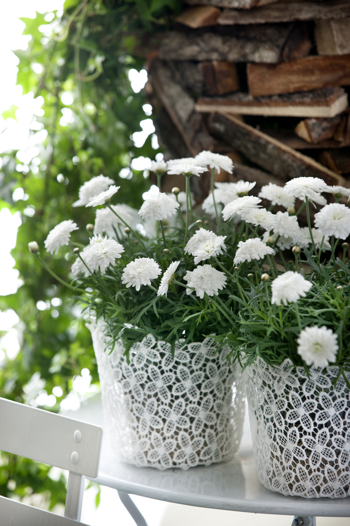 Chryzantémy zalévejte nejlépe ke kořenům, protože voda na listech způsobuje vznik houbových chorob.