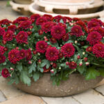 Atraktivní Crystal Ruby má nádherné sametově červené květy.