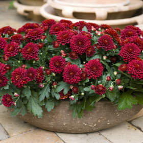 Atraktivní Crystal Ruby má nádherné sametově červené květy.