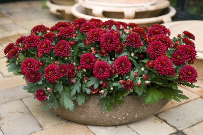 Atraktivní Crystal Ruby má nádherné sametově červené květy.