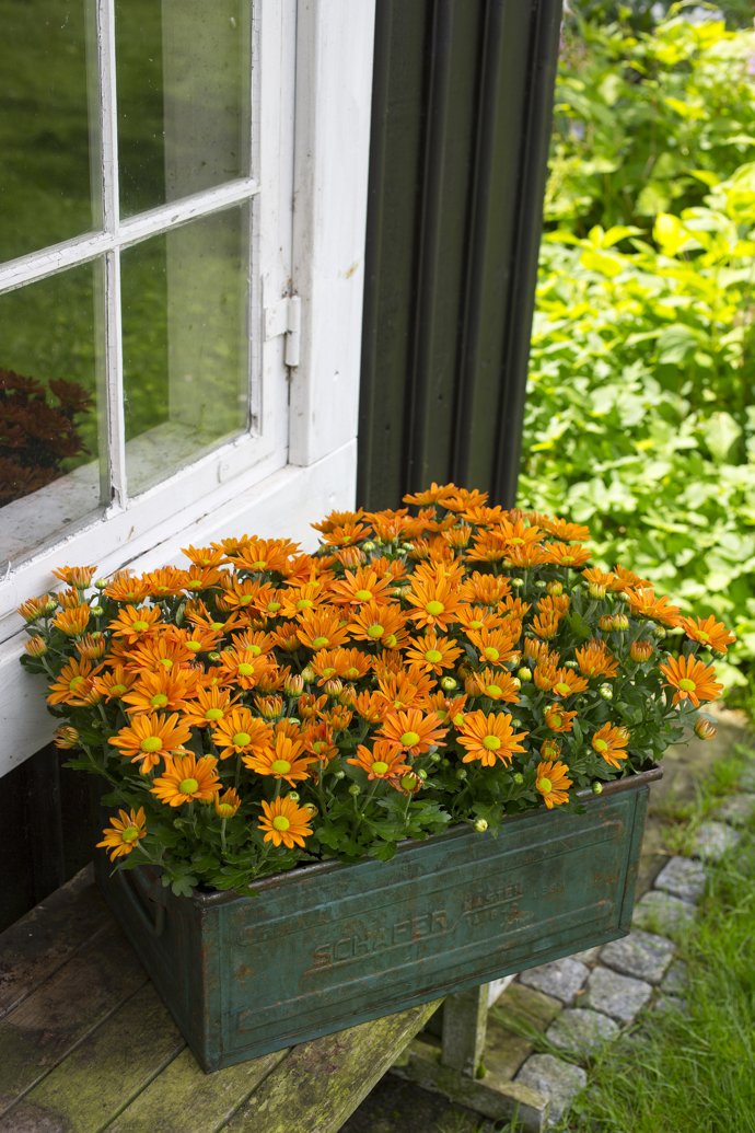 Jestliže chcete mít rostliny s většími květy, dbejte o precizní vyštipování bočních pupenů. Ale když se vám víc líbí drobná kvítka, ponechte vše bez zásahu.
