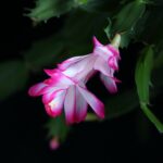 Vánoční kaktus vám bohatě kvete, pokud jej necháte přezimovat na chladnějším místě. Můžete jej důkladně zalít, avšak mezi zálivkami nechte zeminu dostatečně proschnout.