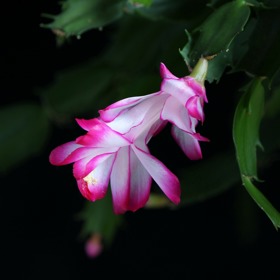 Vánoční kaktus vám bohatě kvete, pokud jej necháte přezimovat na chladnějším místě. Můžete jej důkladně zalít, avšak mezi zálivkami nechte zeminu dostatečně proschnout.