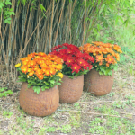 Velkokvěté chryzantémy vydrží na balkonu či terase chráněné před deštěm a větrem až do ostřejších podzimních mrazíků.