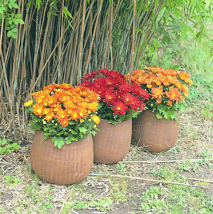 Velkokvěté chryzantémy vydrží na balkonu či terase chráněné před deštěm a větrem až do ostřejších podzimních mrazíků. 