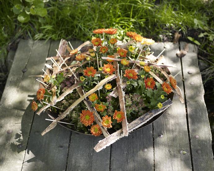 Z chryzantém můžete také vytvářet zajímavé aranže za použití přírodnin.