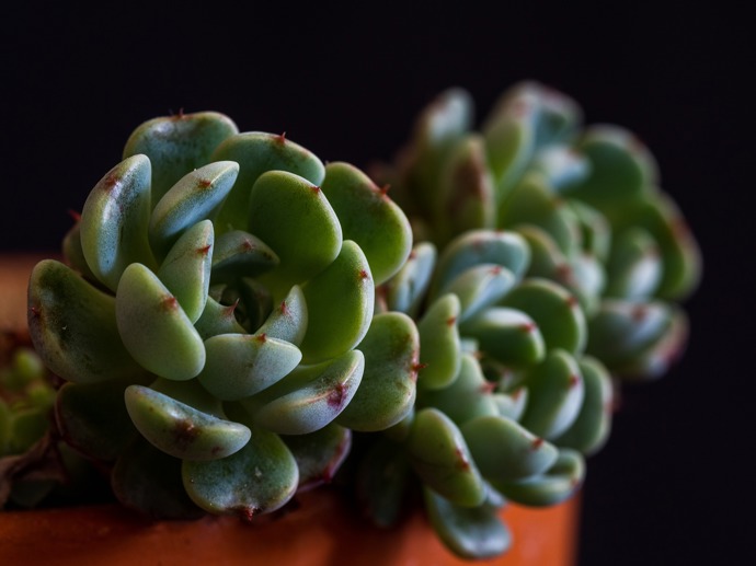 Echevérie, neboli také dužnatka, patří k rostlinám, které vám při minimální péči poskytnou dokonalý pohled pro oko. Vyžaduje hodně světla, nevadí jí ani přímý sluneční úpal. Přes rok může být na okně, v létě je možné ji letnit.