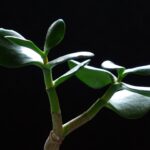 Tlustice je nenáročná sukulentní rostlina a má ráda slunečné stanoviště, jak v zimě, tak v létě. Stačí jí pouze mírná zálivka a nevadí, pokud úplně vyschne zemina.