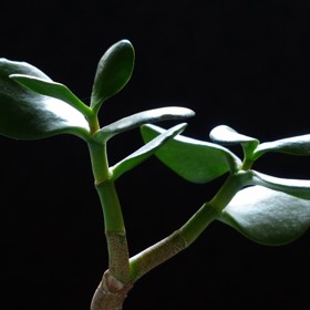 Tlustice je nenáročná sukulentní rostlina a má ráda slunečné stanoviště, jak v zimě, tak v létě. Stačí jí pouze mírná zálivka a nevadí, pokud úplně vyschne zemina.