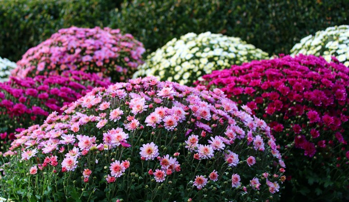 Při pěstování ve skupince nezapomínejte, že vyšší druhy chryzantém patří do pozadí a nižší do popředí. 