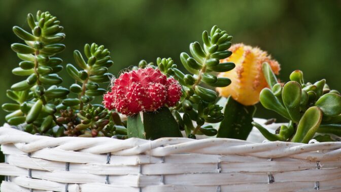 sukulenty, kaktusy