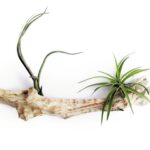 Tilandsie je broméliovitá rostlina a poměrně snadno se pěstuje v malém květináči nebo aeráriu. Má ráda světlé místo bez přímého slunce.