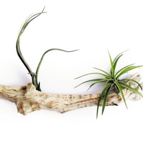 Tilandsie je broméliovitá rostlina a poměrně snadno se pěstuje v malém květináči nebo aeráriu. Má ráda světlé místo bez přímého slunce.