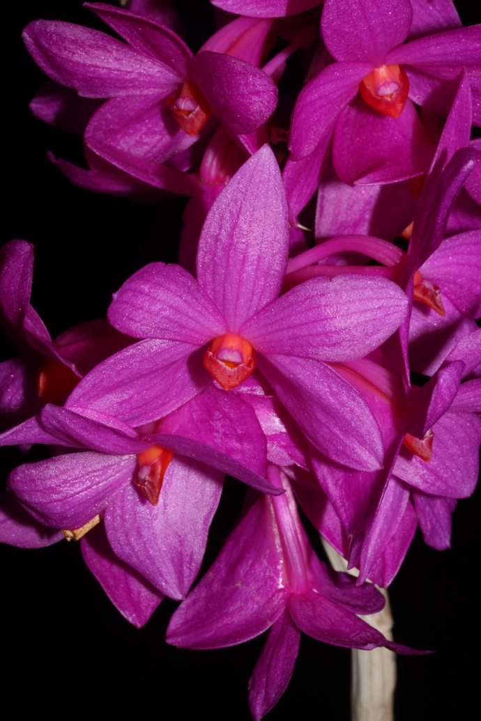 
Drobounké, ale bohaté květy Dendrobium sulawesiense.