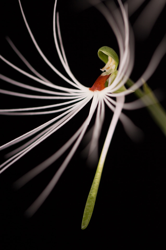 
Hodně exotický květ Habenaria myriotricha