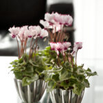 Díky neustálému šlechtění jsou vedle velkokvětých odrůd také moderní mini a dokonce i mikro květy.