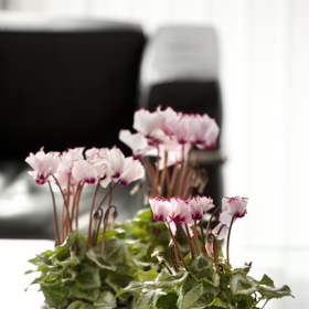 Díky neustálému šlechtění jsou vedle velkokvětých odrůd také moderní mini a dokonce i mikro květy.