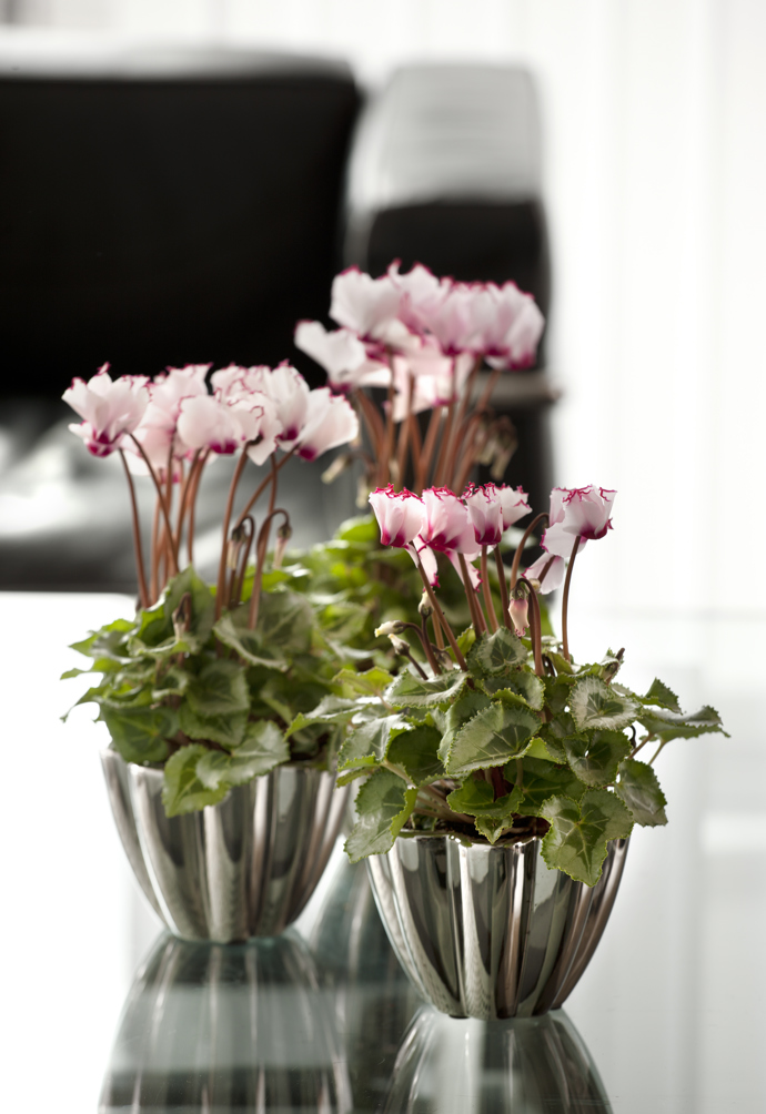 Díky neustálému šlechtění jsou vedle velkokvětých odrůd také moderní mini a dokonce i mikro květy.