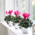 Na okenním parapetu se bramboříkům daří vysloveně dobře.