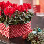 Bramboříky jsou vděčné pokojové rostliny, kterým sluší nápadité aranže, jež můžete průběžně proměňovat podle sezony.