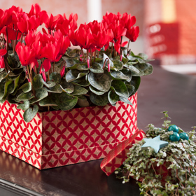 Bramboříky jsou vděčné pokojové rostliny, kterým sluší nápadité aranže, jež můžete průběžně proměňovat podle sezony.