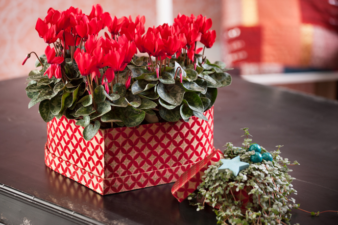 Bramboříky jsou vděčné pokojové rostliny, kterým sluší nápadité aranže, jež můžete průběžně proměňovat podle sezony.