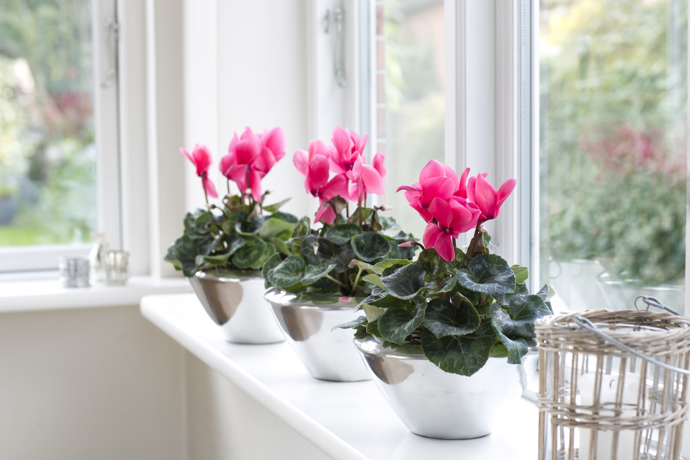 Na okenním parapetu se bramboříkům daří vysloveně dobře.