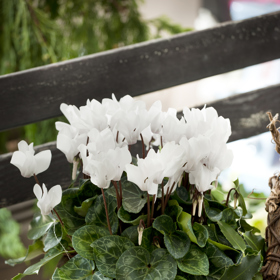 Rostlinku, která přežije vánoční svátky i Nový rok, můžete na začátku jara umístit do zimní zahrady.