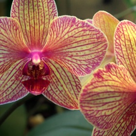 
Nejlepší je nelít k rostlině vodu nahodile, ale pravidelně ji jednou či dvakrát týdně i s květináčem ponořit do odstáté vody. 