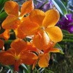 
Orchideje zaléváme poněkud jiným způsobem, než je u ostatních květin běžné. 