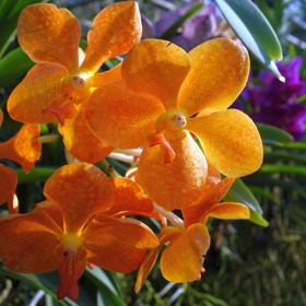 
Orchideje zaléváme poněkud jiným způsobem, než je u ostatních květin běžné. 