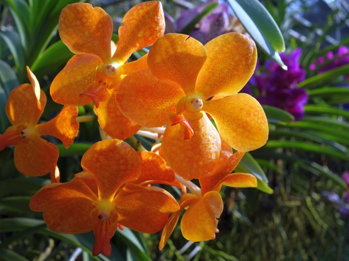 
Orchideje zaléváme poněkud jiným způsobem, než je u ostatních květin běžné. 