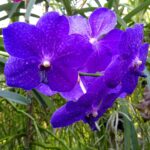 
Respektujte její teplomilnost a vytvořte k tomu odpovídající podmínky v místnosti.