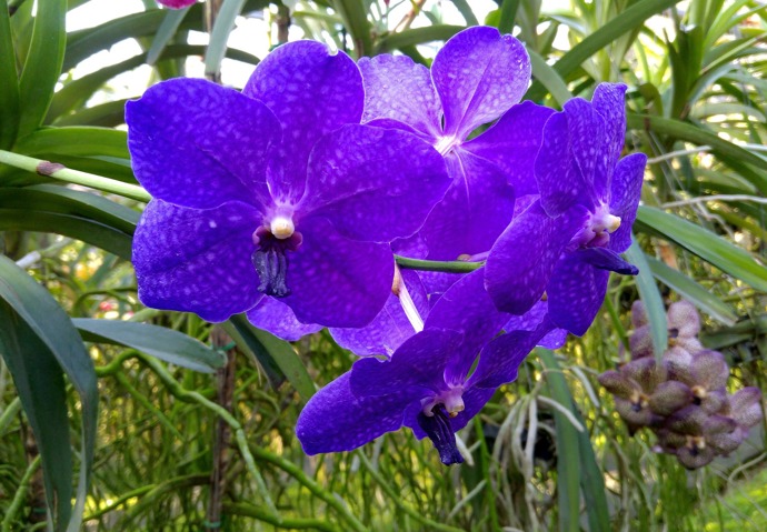 
Respektujte její teplomilnost a vytvořte k tomu odpovídající podmínky v místnosti.