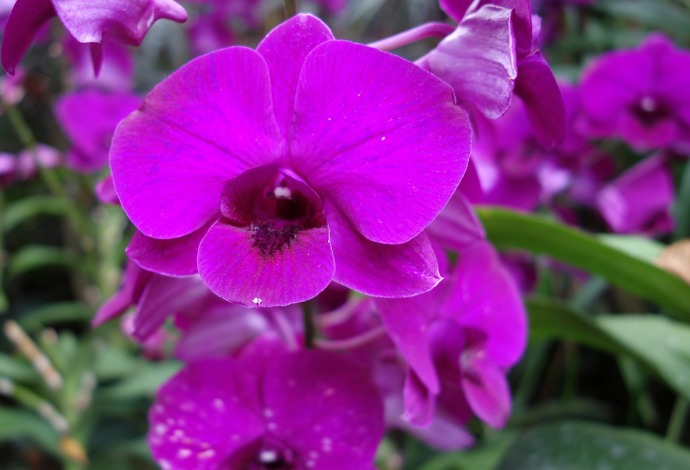 
Pokud vše děláme správně a orchideji prostor i podmínky svědčí, doba od výkvětu po odkvět často přesahuje tři měsíce.