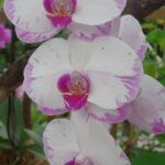 
Kvalitní péči nám rostlina vrací tím, že dvakrát ročně vykvete. 