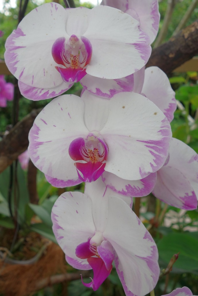 
Kvalitní péči nám rostlina vrací tím, že dvakrát ročně vykvete. 